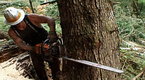  How to Cut a Tree     Screenshot
