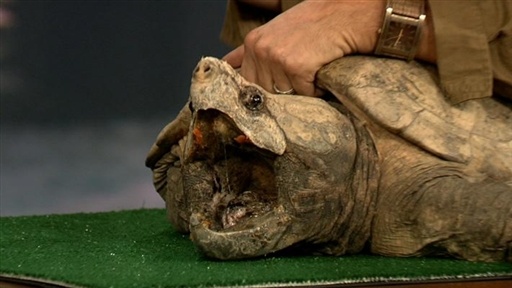 Jeff Musial's Turtle Video