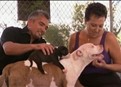 Inside Puppy Mills picture