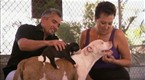 08x11 Inside Puppy Mills