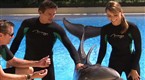 Vegas On Demand: Pet a Vegas Dolphin