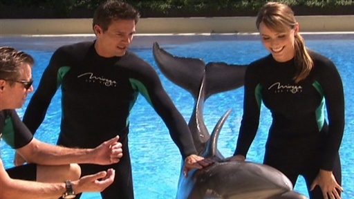 Pet a Vegas Dolphin
