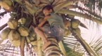 Sesame Street: Coconuts