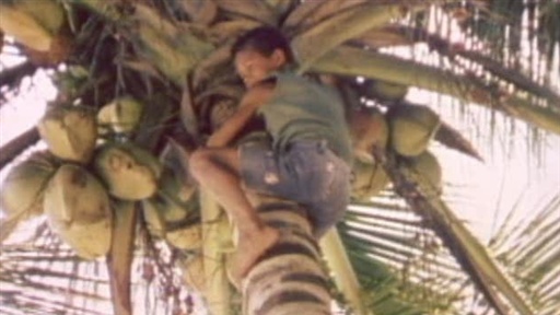 Coconuts