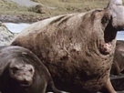 Australia Wild | Season 1 Episode 13 | Sperm Wars