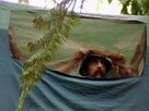 Australia Wild | Season 1 Episode 17 | Bird Man of Paradise