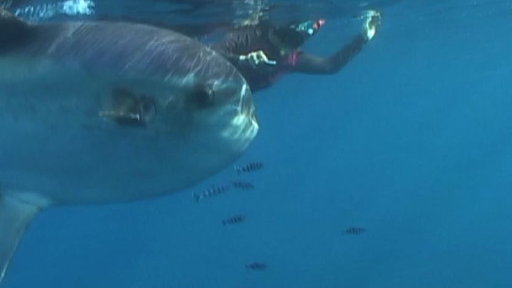 Rare Sunfish Sighting