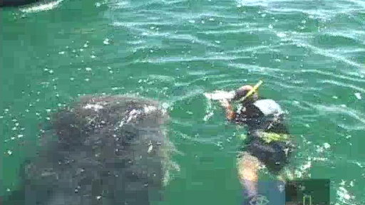 Whale Shark Encounter Video