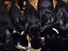 NYC 'Cat Lady' Hoards 50 Cats in Small Apartment