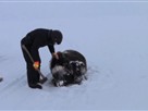 Muskox Transport