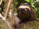Sloth Sleep Study