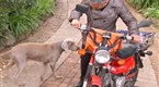 Dog Whisperer: Mailman-Hating Dog
