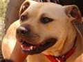 DogTown - Vick Dog Rehab