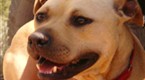 DogTown: Vick Dog Rehab