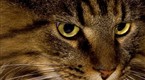 Howdini: How to Understand Your Cat's Mood