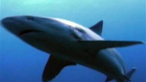 Aquarium Releases Great White Shark