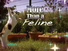 Even More More Than a Feline!
