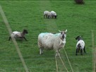 Ireland: Tracing Ancestry in the Northwest