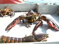 Branded Entertainment Channel - Newport: the Toast of New England’s Coast