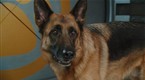 186373 145x80 generated Movie Trailers   Cats & Dogs: the Revenge of Kitty Galore   Clip   Welcome to Dog HQ