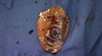 Alaska State Troopers: Arctic Man Incident