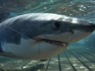 Tagging a Juvenile