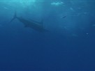 Snagging a Marlin