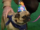 Party Animals up for Adoption!