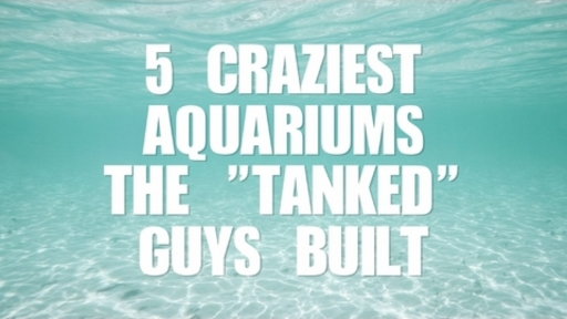 5 Craziest Aquariums the Tanked Guys Built Video