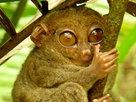 Pure Nature | Season 1 Episode 14 | Tarsier Primate: the Littlest Alien