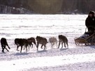 Dog Sled Patrol