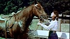 Quarter Horse