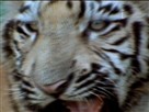 Cincinnati Bengals