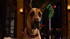 Making a Scene: Marmaduke