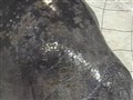 Video Sample