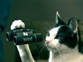 The Jay Leno Show - Cop and Kitty&sbquo;  Part 2