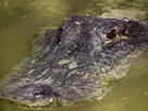 The Gator Roll
