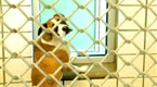 DogTown: El Paso's Unwanted Pets