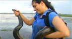 Wild: Mega Anaconda!