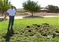 The Grape Escape picture