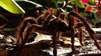 National Geographic Channel: Giant Tarantula