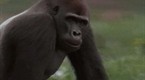National Geographic Channel: Gorilla Vs. Gorilla