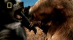 National Geographic Channel: Prehistoric Bear