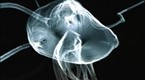 Movieola Shorts: Animation: Electronic Performers