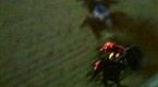 TVG: Speed Figures