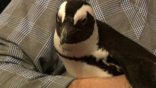 Jeff Musial?s Animals, Part 2