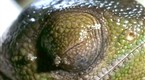 National Geographic Animals: Chameleon Moms: Wandering Women!
