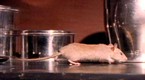 National Geographic Animals: Momma Rat: 15,000 Babies a Year?