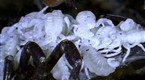 National Geographic Animals: Scorpion Queen