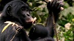 National Geographic Animals: Bonobo: the Female Alpha